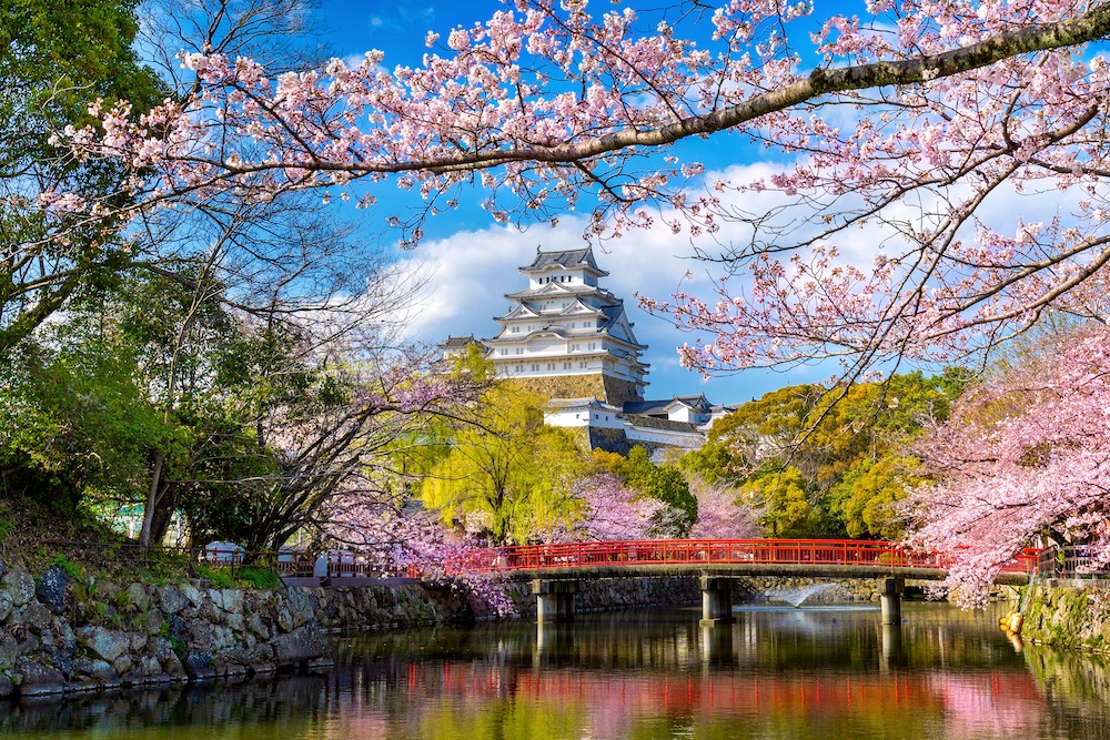 Himeji Castle with cherry blossoms, red bridge, and pond—an iconic scene reflecting premium Japanese whisky heritage.